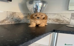 Cavapoo dogs for sale: ⭐️ Mini cavapoo puppies (toy poodle x cavalier)⭐️ - Image 3