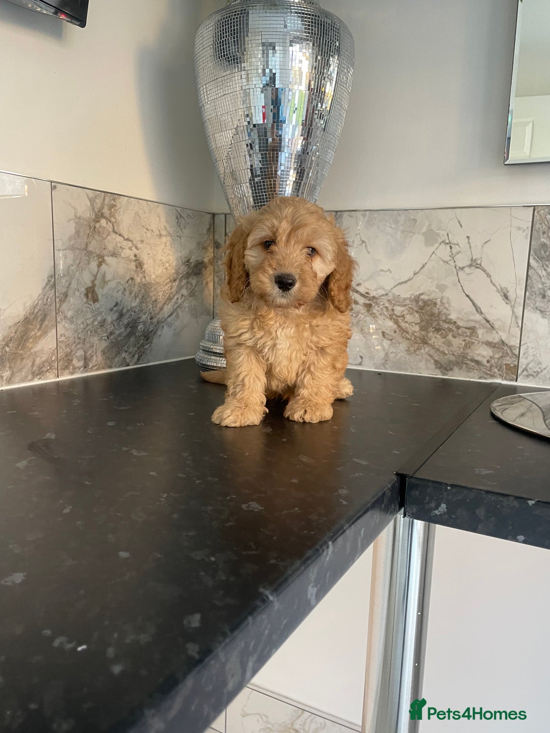 Cavapoo dogs for sale: ⭐️ Mini cavapoo puppies (toy poodle x cavalier)⭐️ - Image 3