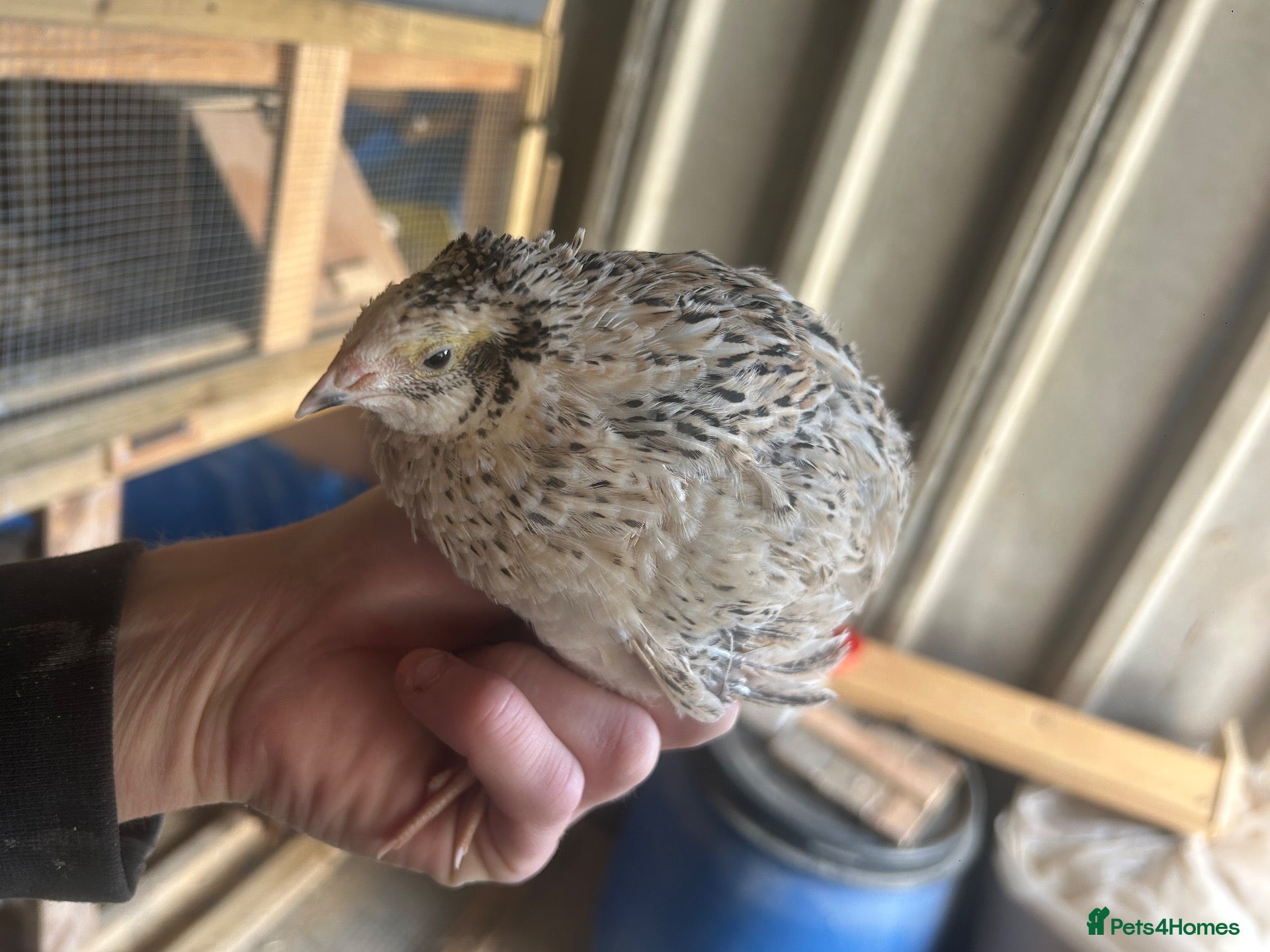 Quail poultry 2 Female jumbo quail white  - Advert 9