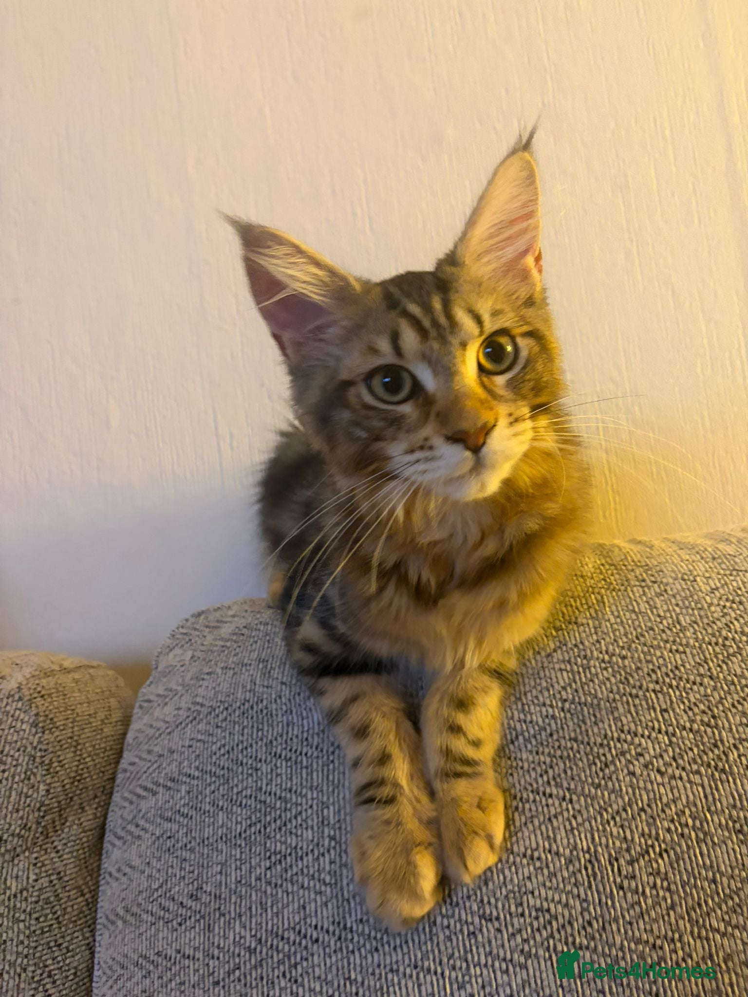 Maine Coon cats Stunning, friendly pedigree XL Maine Coons last 2! - Advert 2