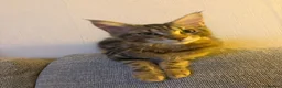 Maine Coon cats for sale: Stunning, friendly pedigree XL Maine Coons last 2! - Advert 22