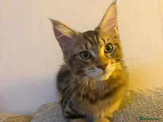 Maine Coon cats Stunning, friendly pedigree XL Maine Coons last 2! - Advert 2