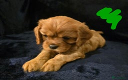 Cavalier King Charles Spaniel dogs for sale: Ruby cavalier king charles puppies  - Image 11