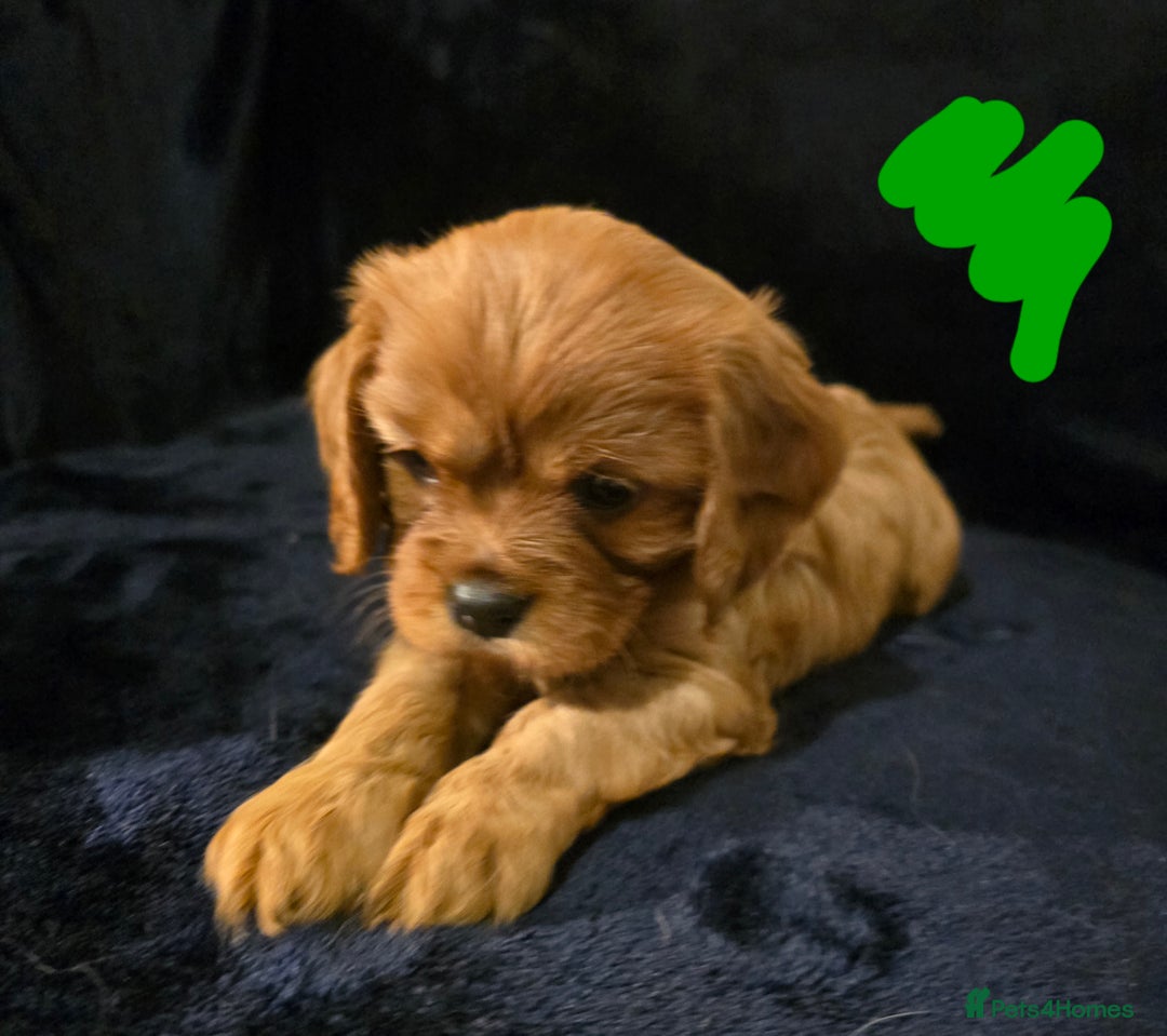 Cavalier King Charles Spaniel dogs for sale: Ruby cavalier king charles puppies  - Image 11