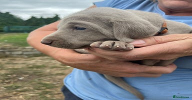 Weimaraner dogs - Advert 2