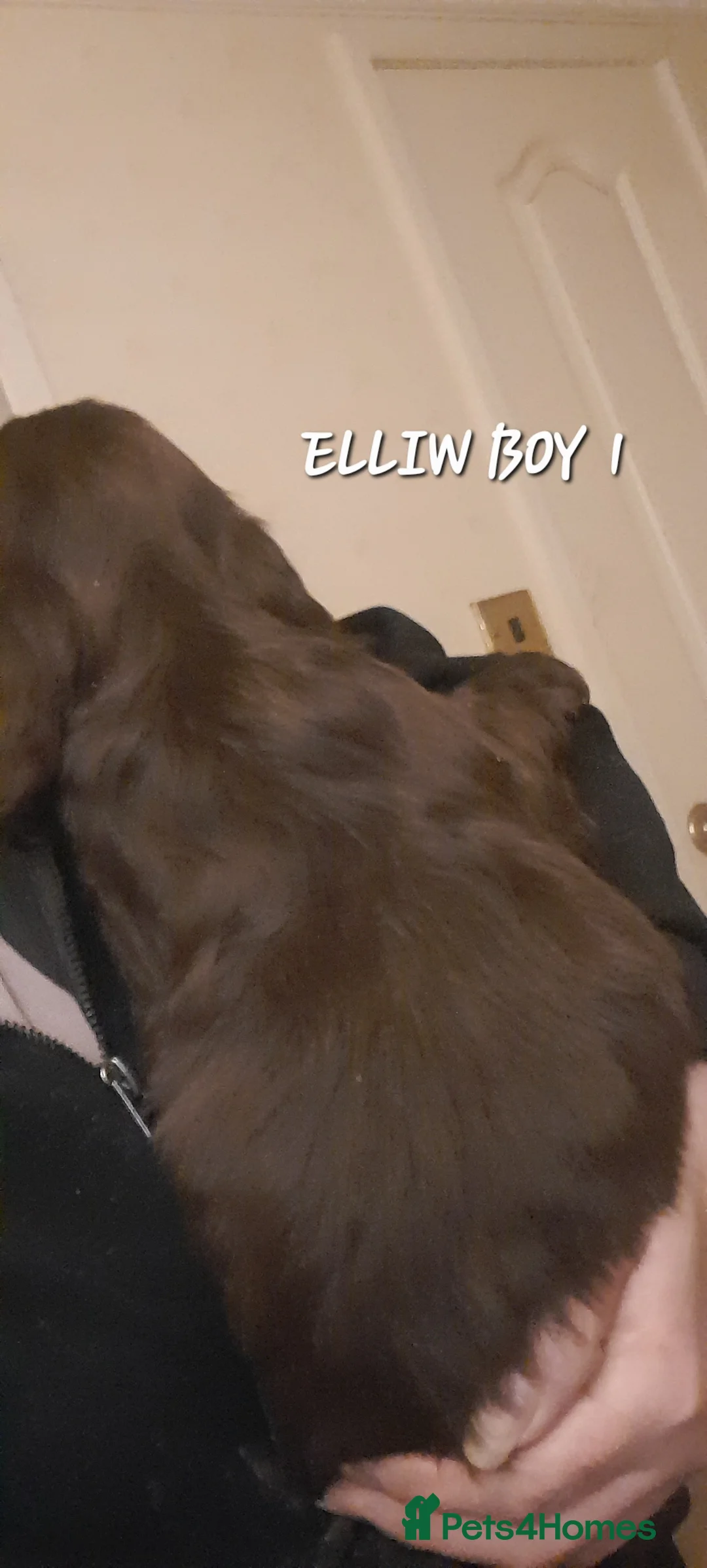 Sprocker dogs for sale: Beautiful Sprocker Litter - Advert 4