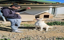 Labrador Retriever dogs for adoption: STORM !  - Image 17