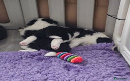 Border Collie dogs for sale: B. C. Puppies black and white kc reg - Advert 7
