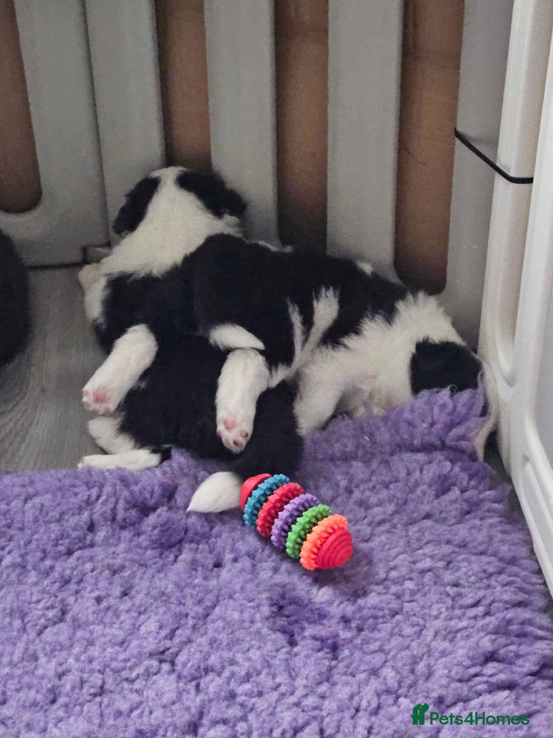 Border Collie dogs for sale: B. C. Puppies black and white kc reg - Advert 7