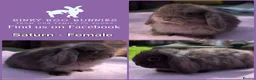 Mini Lop rabbits for sale: Baby Mini Lop Bunnies - Reserve now, collect 10/06 - Advert 6