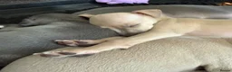 Italian Greyhound dogs for sale: KC Reg fawn male Italian greyhound READY NOW - Advert 9