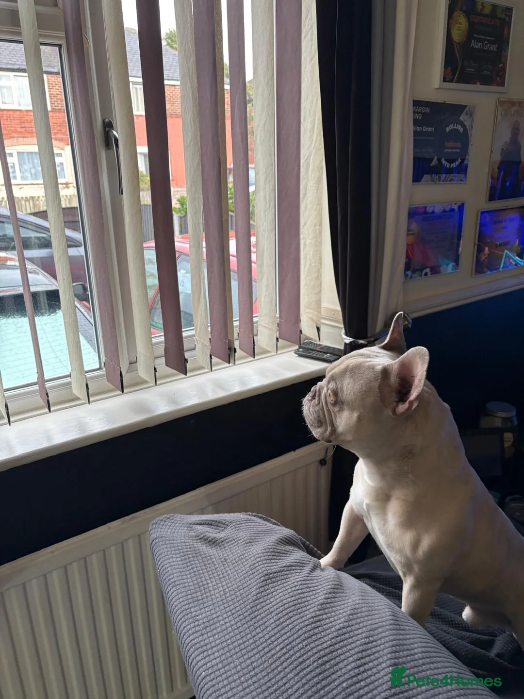 French Bulldog dogs for sale: French bulldog  in Manchester - Advert 1