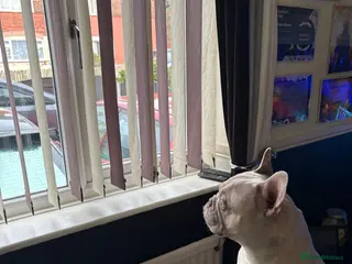 French Bulldog dogs French bulldog - Advert 2