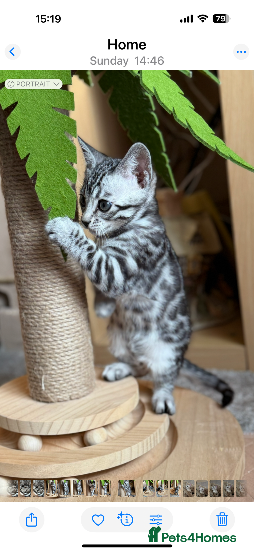 Bengal cats for sale: ⭐️Divine silver black spotted tabby bengal ⭐️ - Advert 15