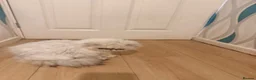 Persian cats for sale: White heaven chinchilla Persian female - Advert 3