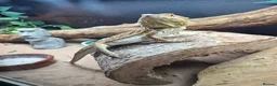 Bearded Dragon reptiles for sale: Female Bearded Dragon - Advert 1