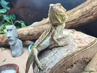 Bearded Dragon reptiles Female Bearded Dragon - Advert 1