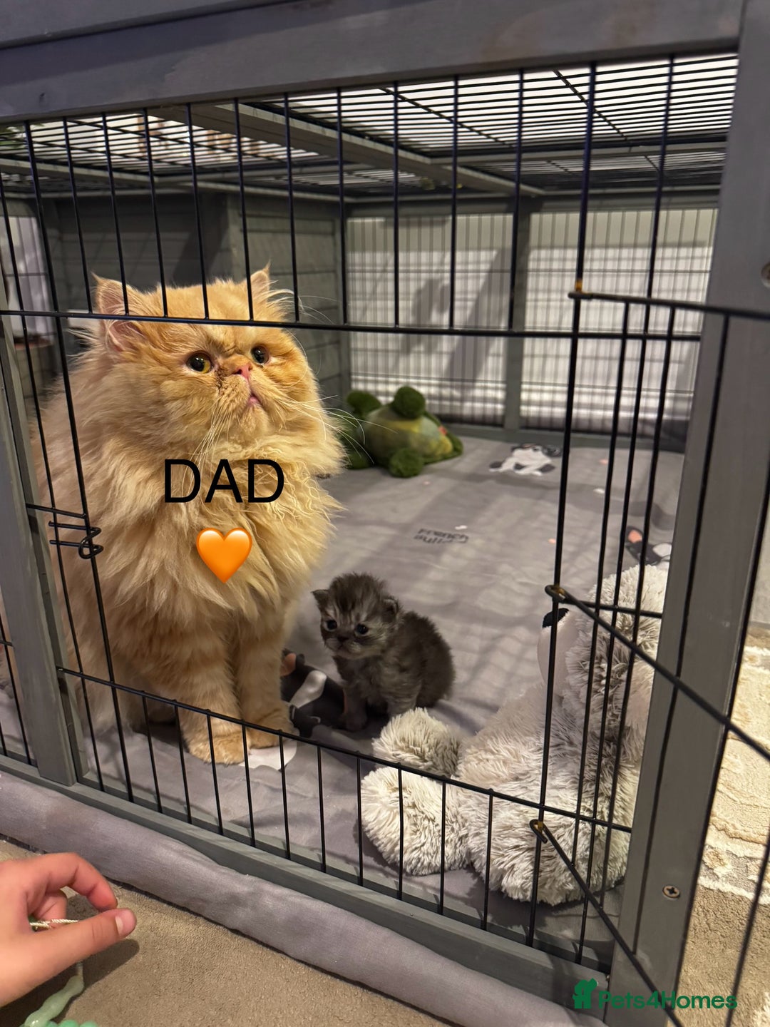 Persian cats for sale: Pure persian kittens - Advert 16