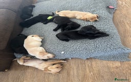 Labrador Retriever dogs for sale: Well bred Labrador puppies - Image 17