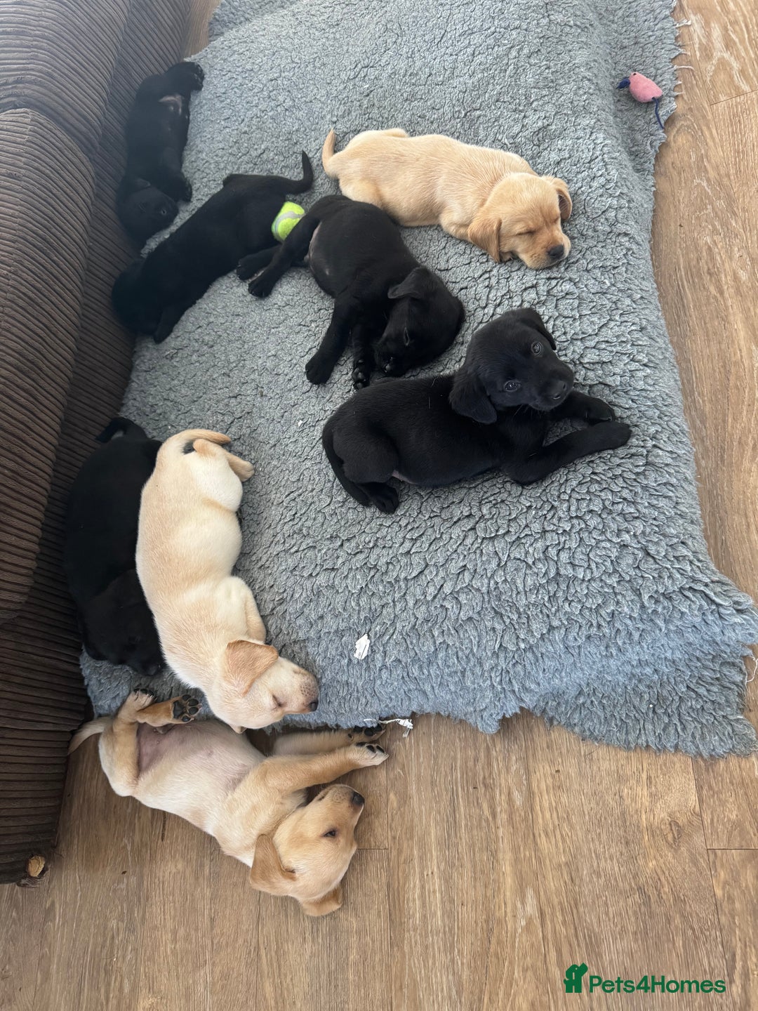 Labrador Retriever dogs for sale: Well bred Labrador puppies - Image 17