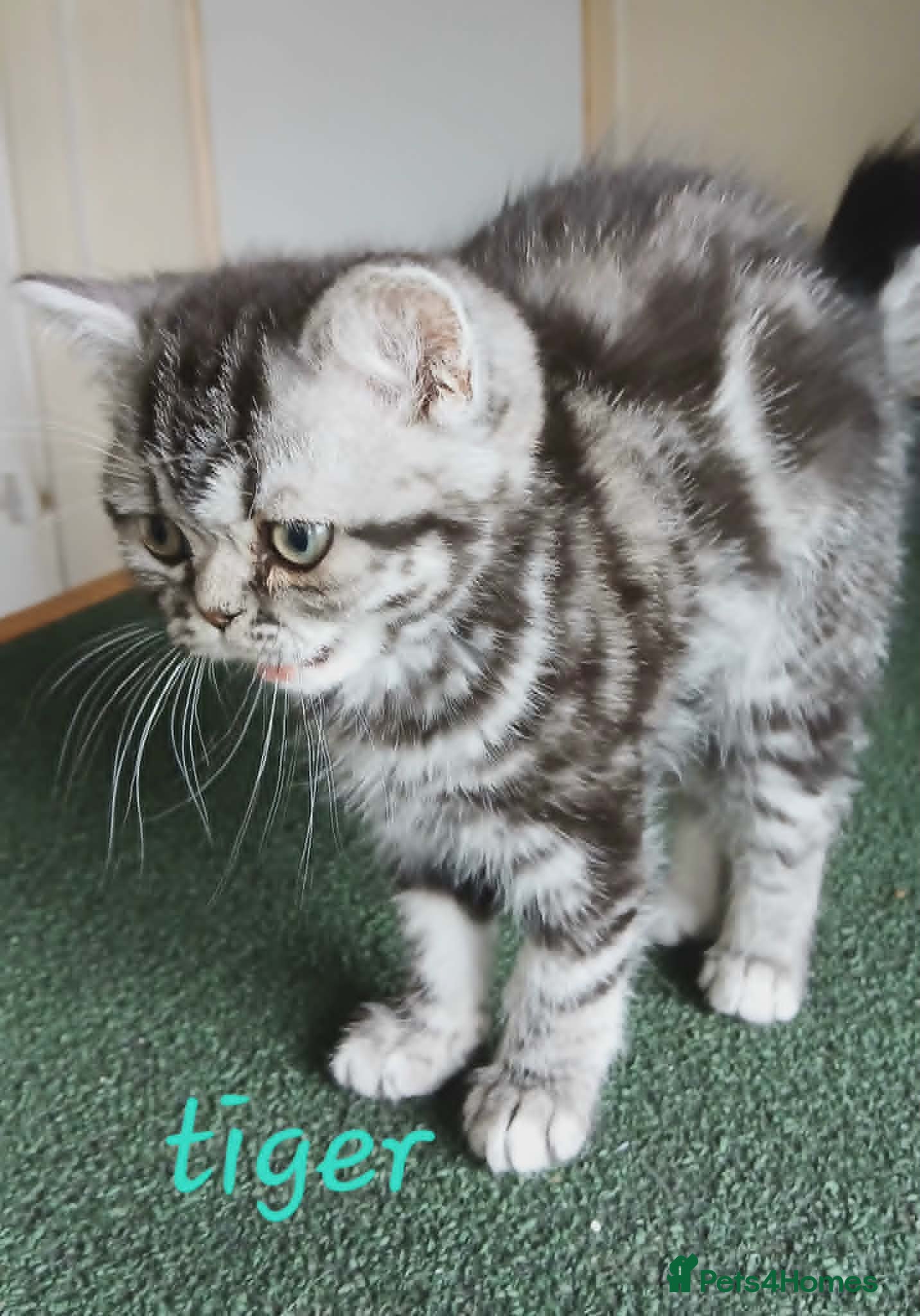 British Shorthair cats Bsh. Silver Classic Tabby . - Advert 1