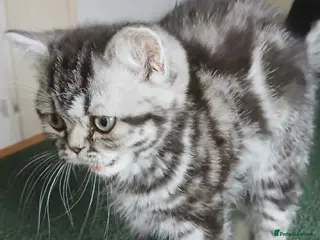 British Shorthair cats Bsh. Silver Classic Tabby . - Advert 1