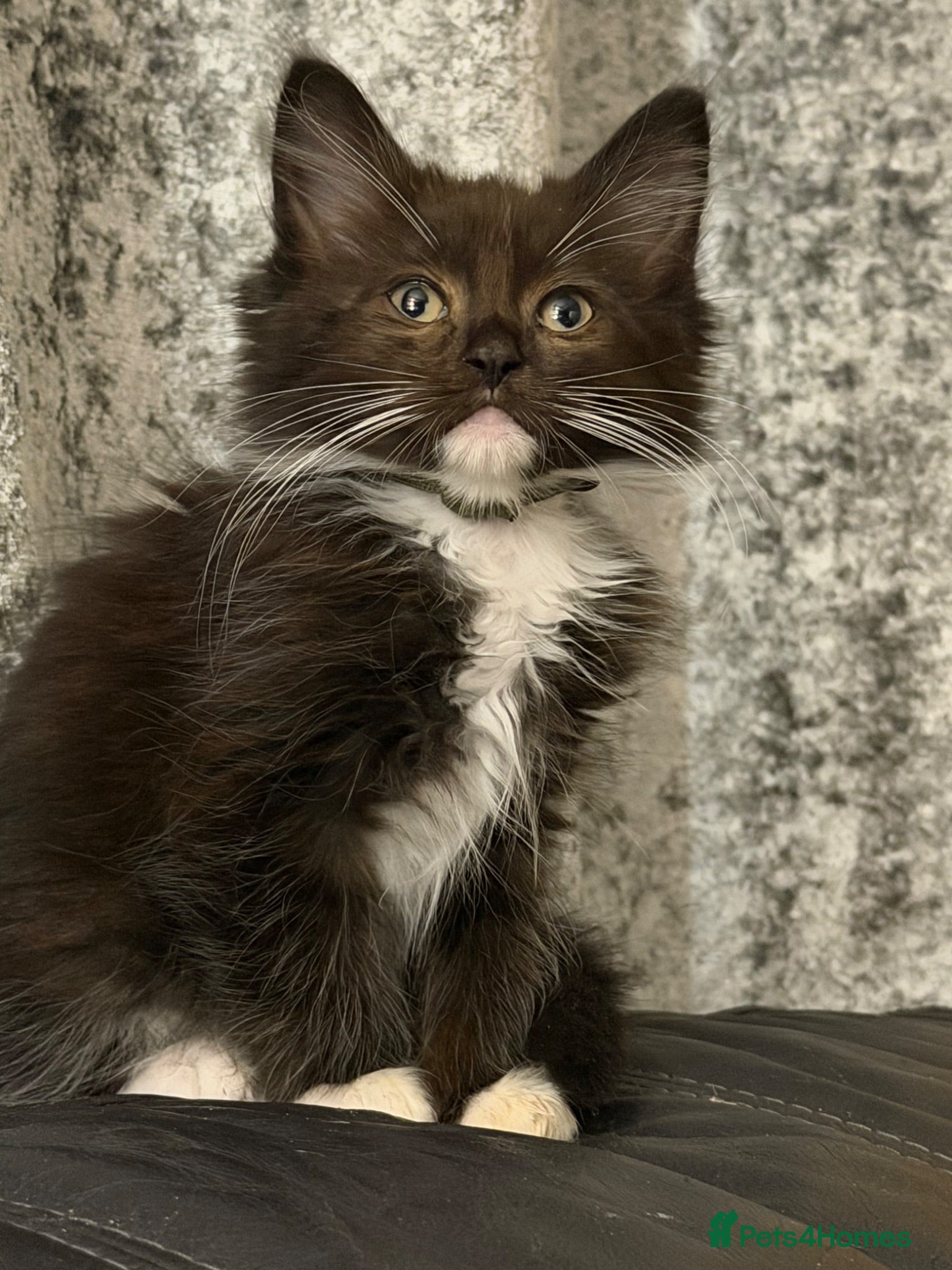 Ragdoll cats 2 male kittens Ragdoll cross maincoon  - Advert 1