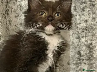 Ragdoll cats 2 male kittens Ragdoll cross maincoon - Advert 1