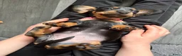 Dachshund dogs for sale: Dachshund puppies ready to go - Advert 5