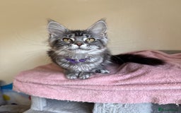 Maine Coon cats for sale: Pedigree GCCF Russian Import line Maine Coons - Image 21
