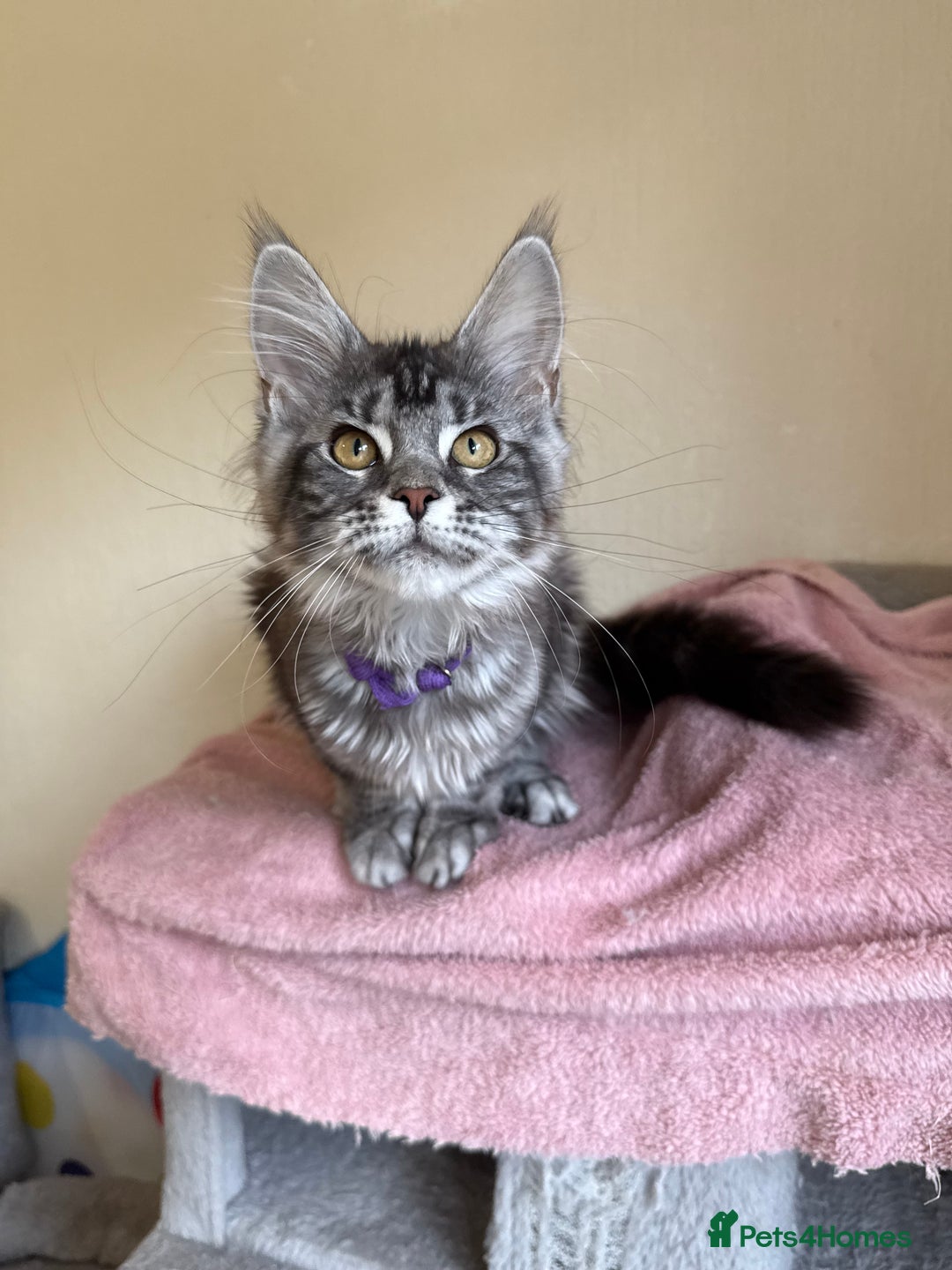 Maine Coon cats for sale: Pedigree GCCF Russian Import line Maine Coons - Image 21