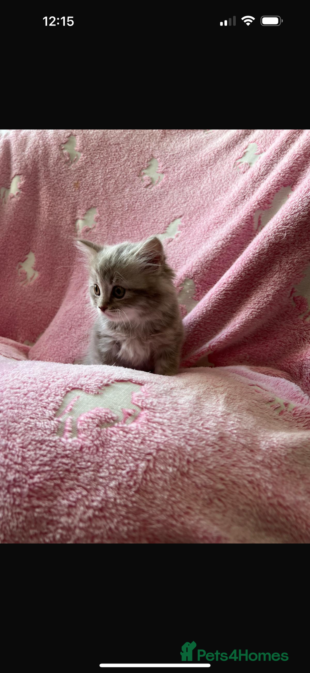 Mixed Breed cats for sale: Ragdoll X Scottish Fold  - Image 2