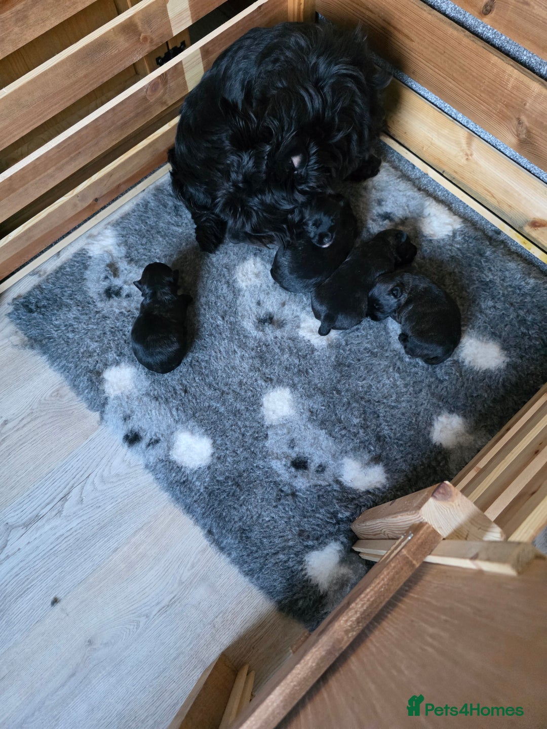 Mixed Breed dogs for sale: Scoland terriers  - Advert 12