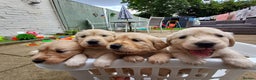 Golden Retriever dogs for sale: Available for STUD - Advert 12