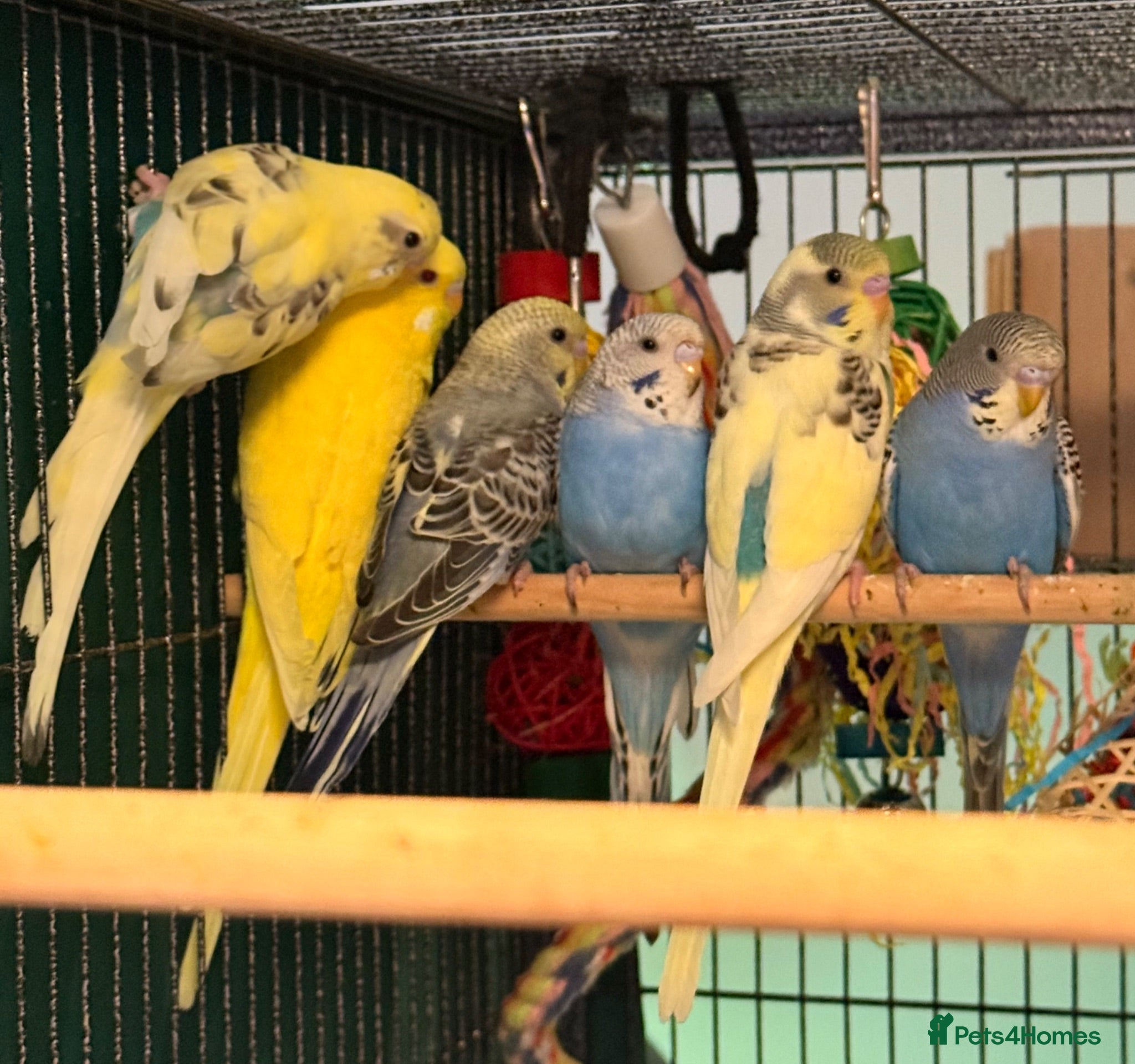 Budgerigars birds   budgies  available 9 weeks old   - Advert 2
