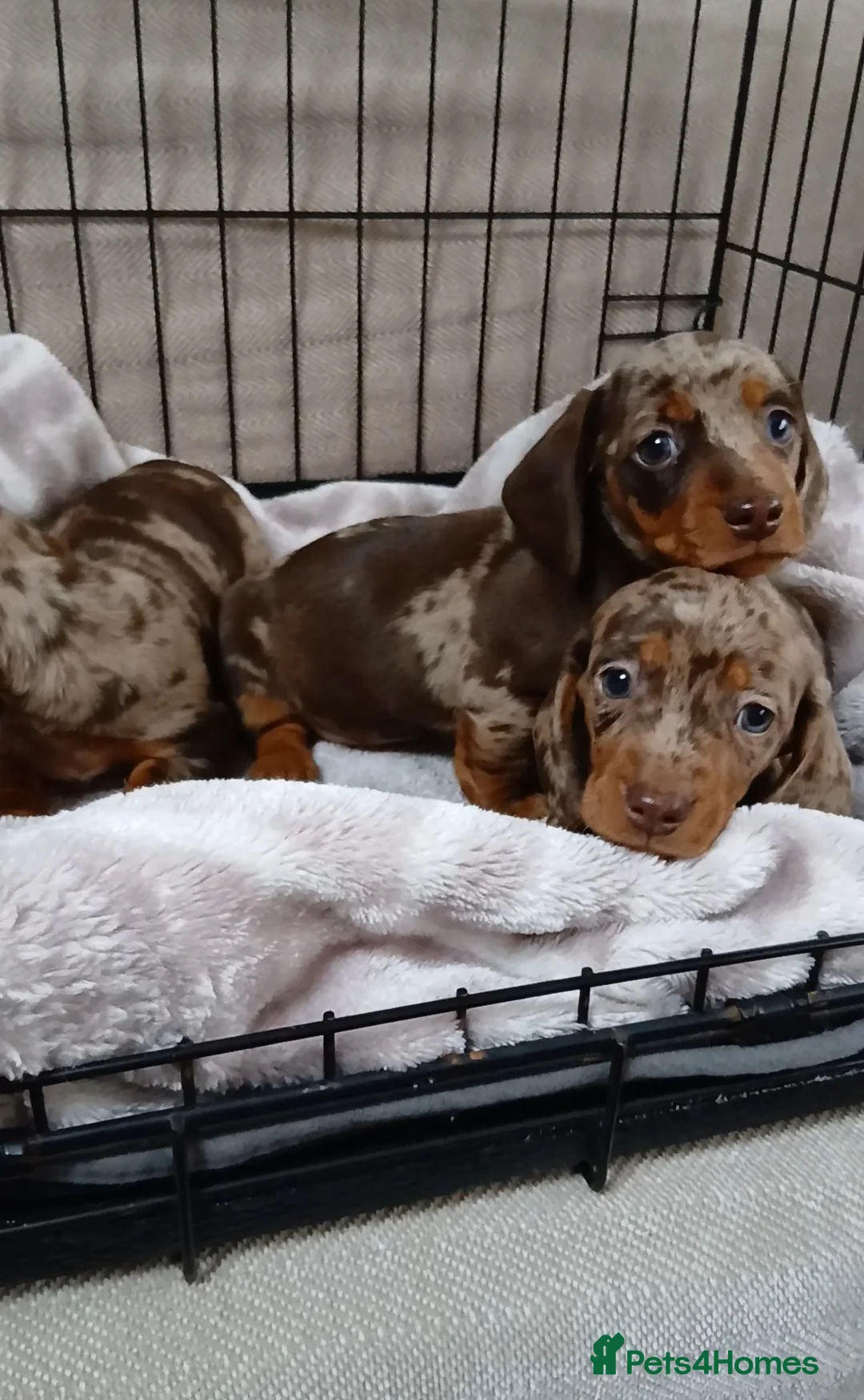 Miniature Dachshund dogs for sale: PRA, STUNNING MINIE'S READY NOW  - Advert 26