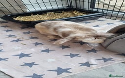 Mini Lop rabbits for sale: Mini Lop looking for a new home  - Image 1