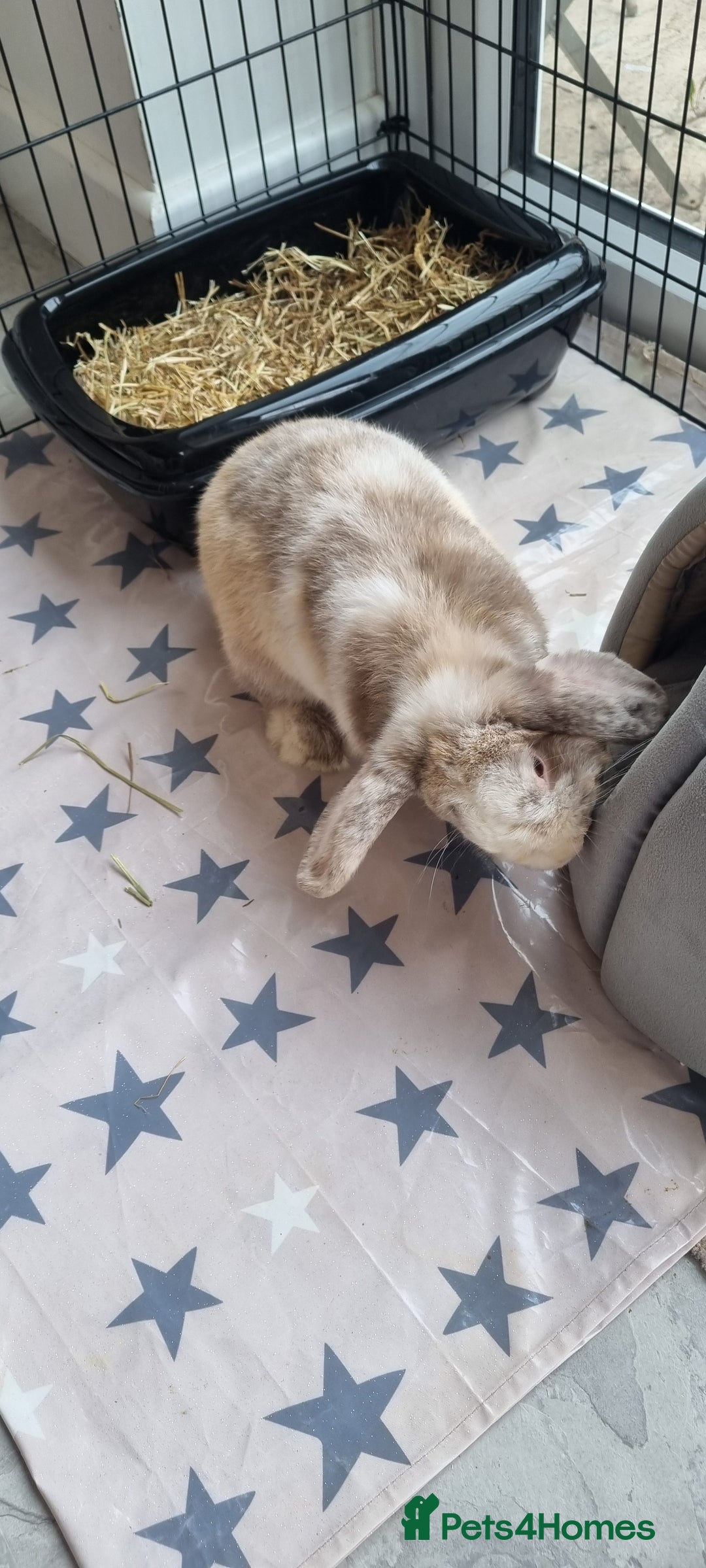 Mini Lop rabbits for sale: Mini Lop looking for a new home  - Image 1