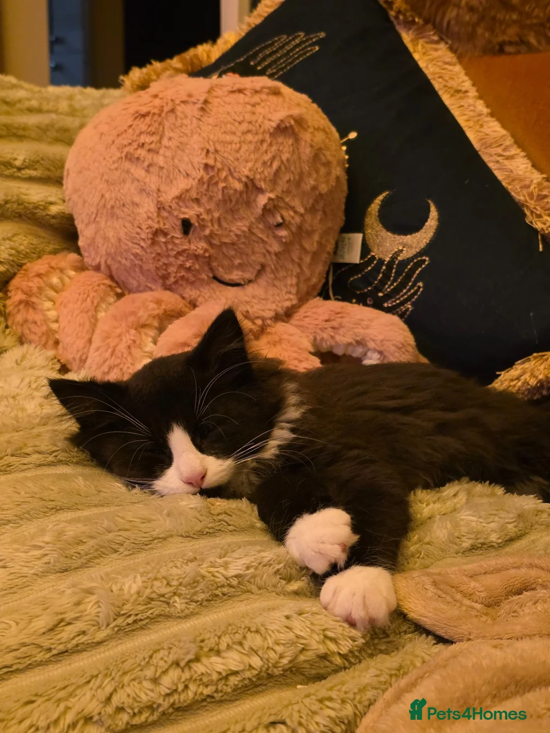 Mixed Breed cats for sale: Two fluffy male kittens looking for loving homes - Advert 1