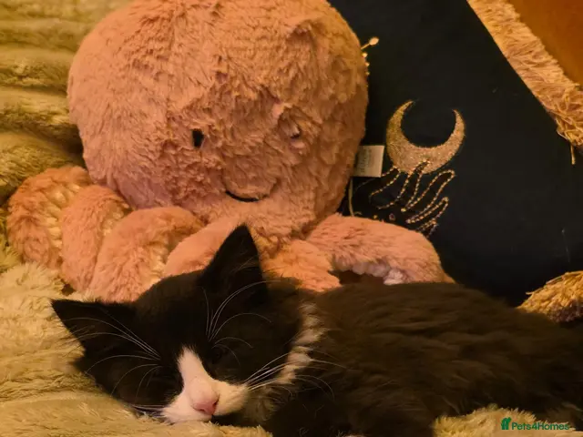 Mixed Breed cats for sale: Two fluffy male kittens looking for loving homes - Advert 1