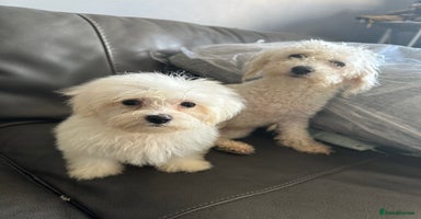 Mixed Breed dogs - Advert 9