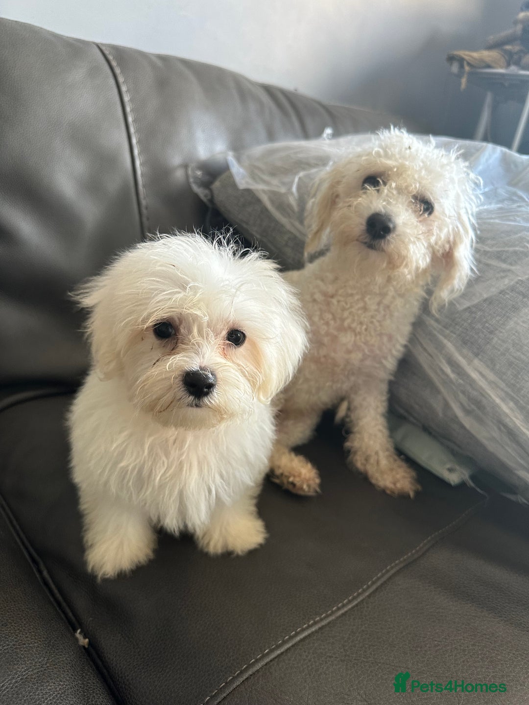 Mixed Breed dogs for sale: Maltichons beautiful bundles of fluff  - Image 3