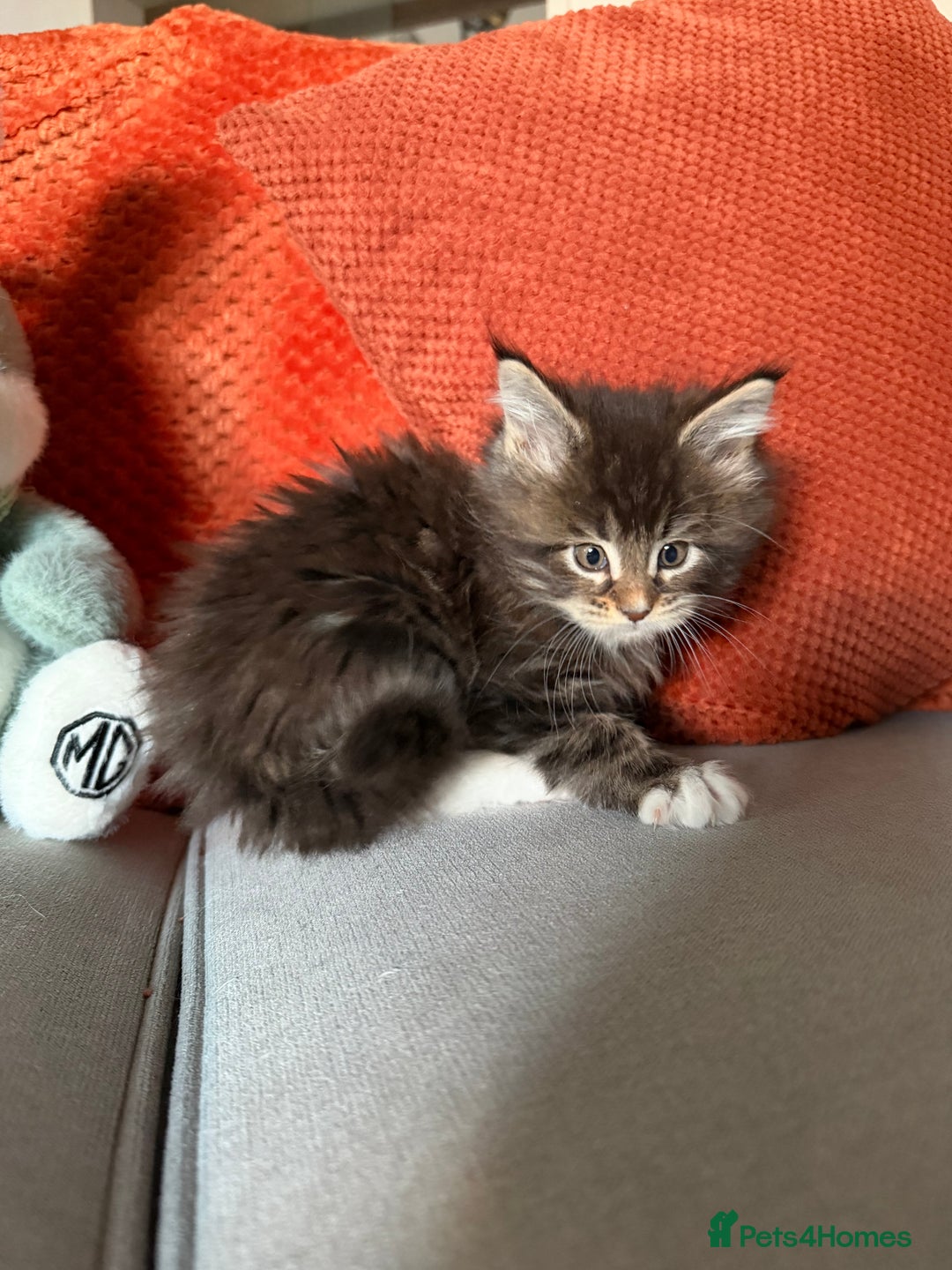 Maine Coon cats for sale: Little Maine coon babies - Advert 6