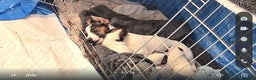 Jack Russell dogs for sale: Jack russle pups for sale - Advert 12