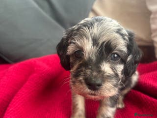 Mixed Breed dogs Cavapoo Beagle x Miniature Poodle - Advert 9