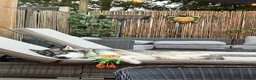 Siberian Husky dogs for stud: Siberian husky for stud  - Advert 5