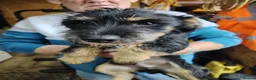 Jack Russell dogs for sale: 8 month old Jack Russell Male - Advert 2