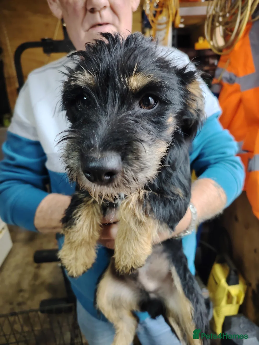 Jack Russell dogs for sale: 8 month old Jack Russell Male - Advert 2
