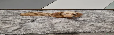 Dachshund 4
