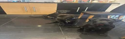 Mixed Breed dogs for sale: 3 male boxweilers 7 month old - Advert 6